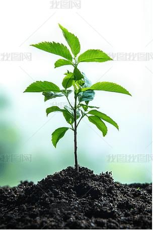 小树苗图片大全_如何挑选高清素材