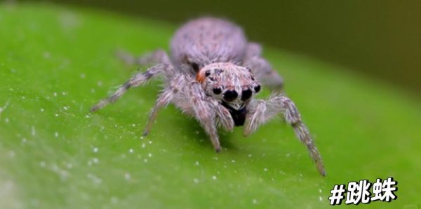蜘蛛种类图片大全_常见蜘蛛如何识别