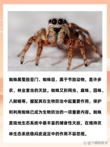 蜘蛛种类图片大全_常见蜘蛛如何识别