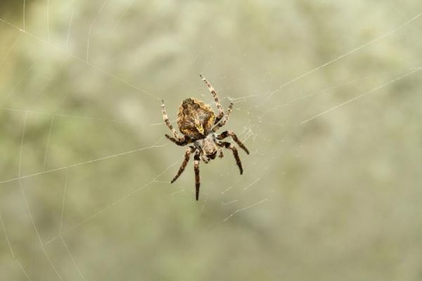 蜘蛛种类图片大全_常见蜘蛛如何识别