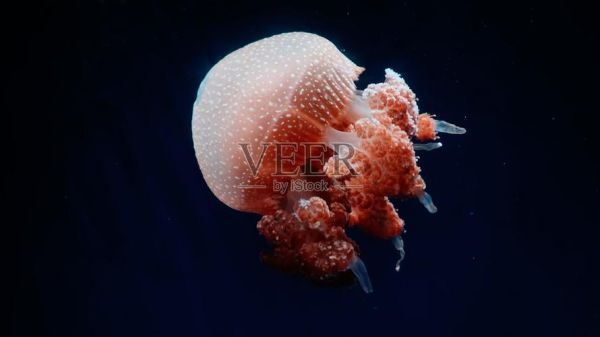 水母图片大全_水母高清壁纸怎么找