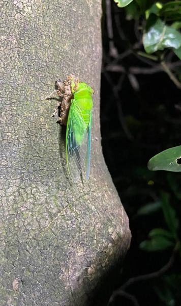 蝉图片大全_蝉有哪些品种