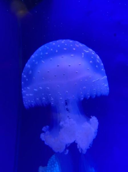 水母图片大全_水母高清壁纸怎么找