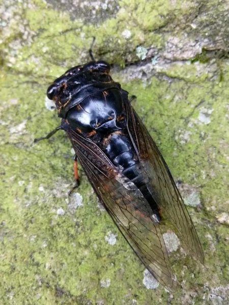 蝉图片大全_蝉有哪些品种