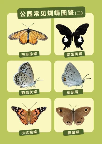 蝴蝶图片大全_如何识别常见种类