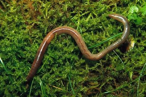 梦到蚯蚓是什么意思_梦见蚯蚓的预兆