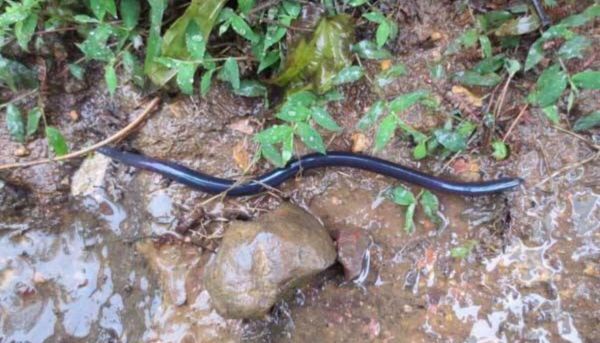 梦到蚯蚓是什么意思_梦见蚯蚓的预兆