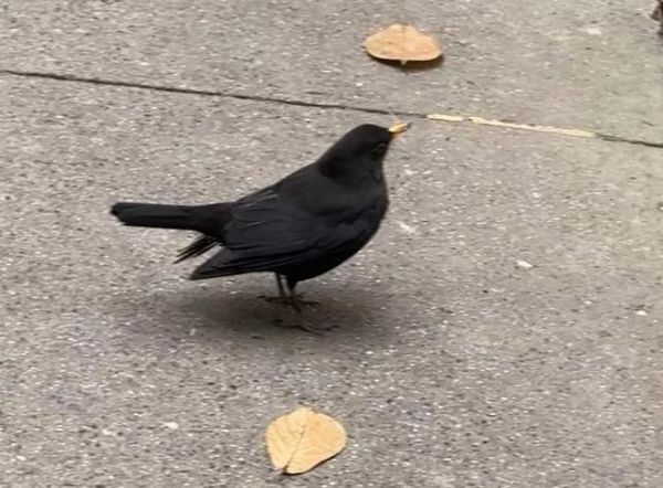 梦到鸟屎是什么意思_梦到鸟屎代表什么预兆