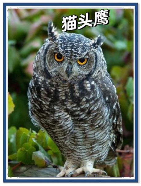 梦到猫头鹰是什么意思_猫头鹰梦境解析