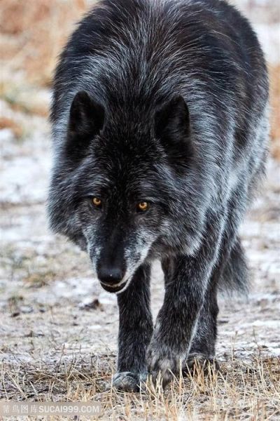 黑狼图片大全_黑狼高清壁纸哪里找