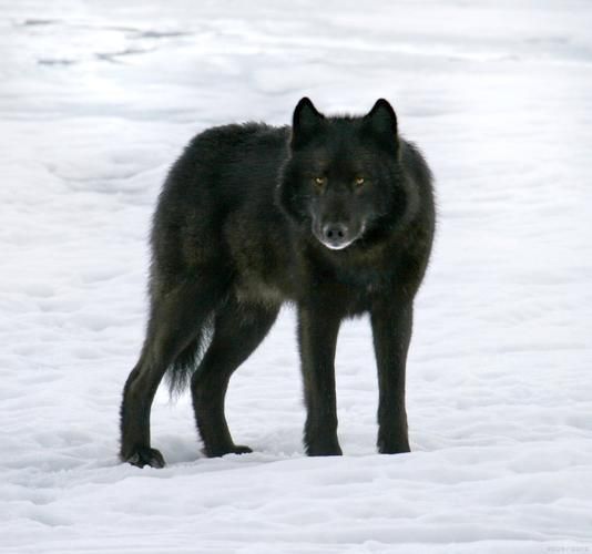 黑狼图片大全_黑狼高清壁纸哪里找