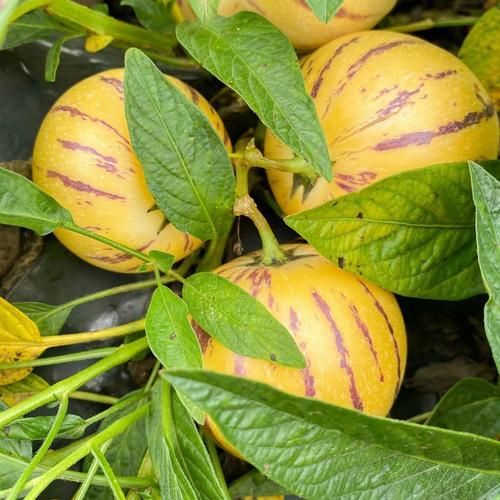 人参果图片大全大图_人参果长什么样