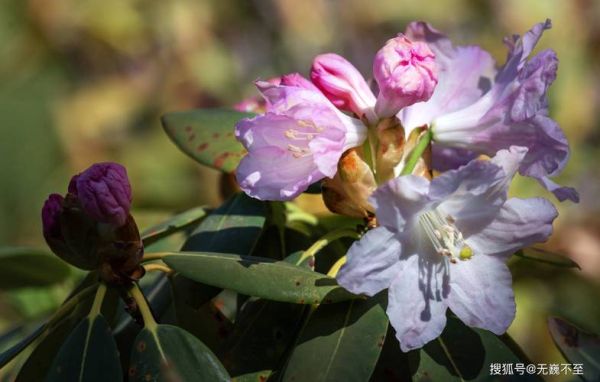 羊角花图片大全_羊角花长什么样