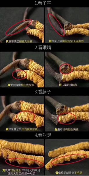 冬虫夏草图片大全大图_如何辨别真假