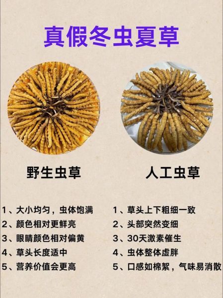 冬虫夏草图片大全大图_如何辨别真假
