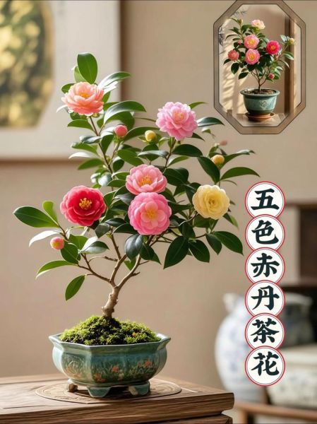 山茶花图片大全_如何辨别不同品种