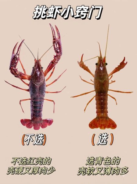 梦到小龙虾是什么意思_梦见小龙虾好不好