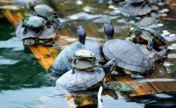 梦到大龟是什么意思_梦见大龟好不好