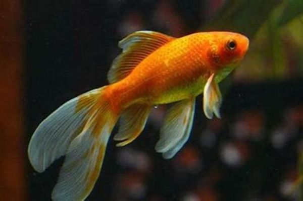 梦到鱼咬自己是什么意思_梦到鱼咬自己预示什么