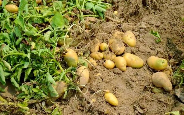 梦到挖土豆是什么意思_梦见挖土豆预示什么