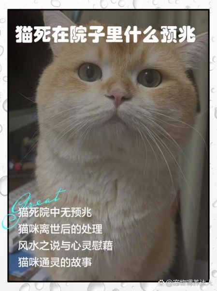 梦到猫死是什么意思_梦见猫死了预示什么