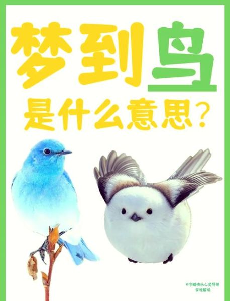 梦见鸟是什么意思_梦到鸟飞进家里好不好