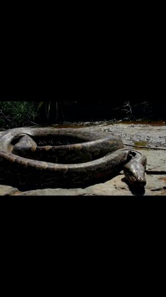 蟒蛇图片大全_蟒蛇高清壁纸哪里找