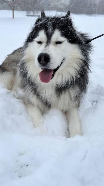 二哈图片大全_如何挑选高清壁纸