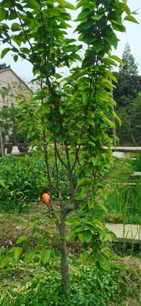 果树图片大全_如何识别常见果树品种