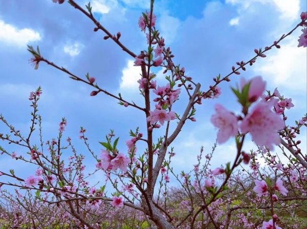 梦到桃花开是什么意思_梦见桃花盛开预示什么