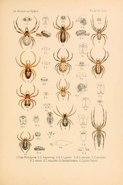 蜘蛛图片大全大图_高清蜘蛛图鉴怎么找