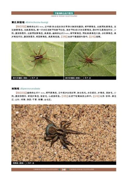 蜘蛛图片大全大图_高清蜘蛛图鉴怎么找