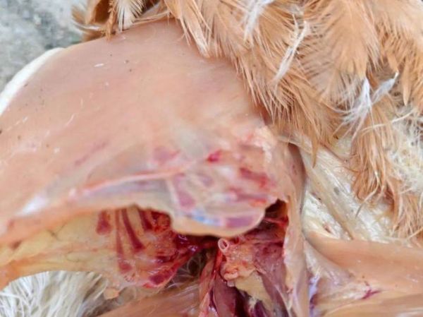 宝宝小鸡里有囊肿图片_会不会自己消