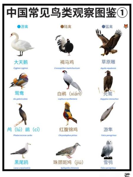 小鸟图片大全_如何分辨常见鸟类
