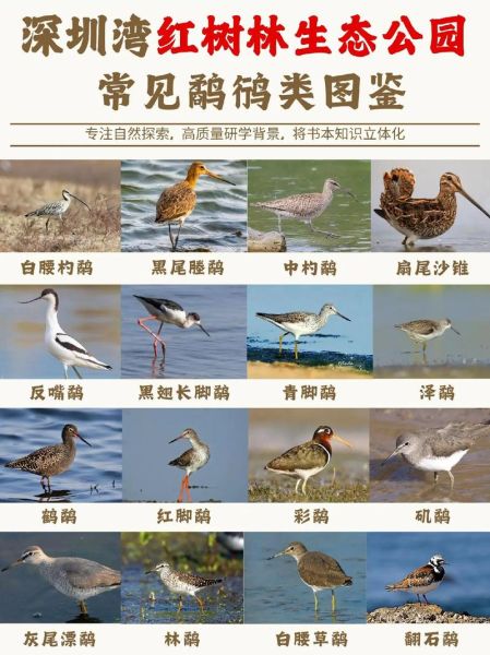 小鸟图片大全_如何分辨常见鸟类