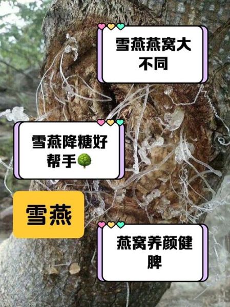 宝宝可以吃雪燕吗_雪燕多大能吃