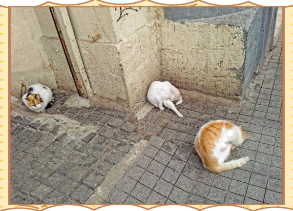 梦到死猫是什么意思_梦到死猫预示什么