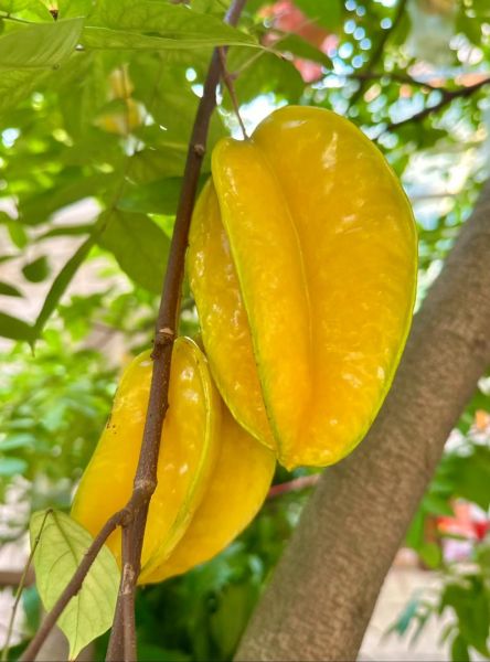 女人梦到摘成熟的果子_有什么寓意