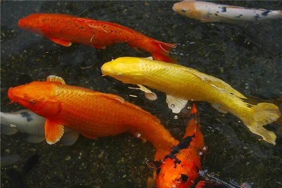 梦到在河边是什么意思_梦见河边写作预示什么