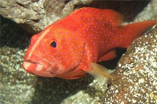 梦到好多鱼在水里游_什么预兆