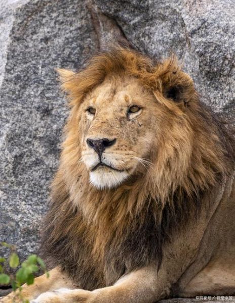 雄狮图片大全_如何分辨雄狮亚种