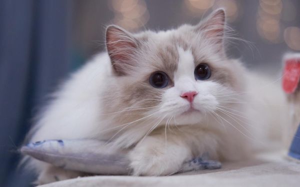 布偶猫图片大全可爱_布偶猫为什么这么可爱