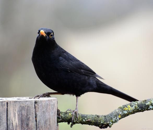 八哥图片大全大图_八哥高清图怎么找