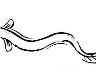 泥鳅简笔画怎么画_泥鳅简笔画图片大全
