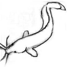 泥鳅简笔画怎么画_泥鳅简笔画图片大全