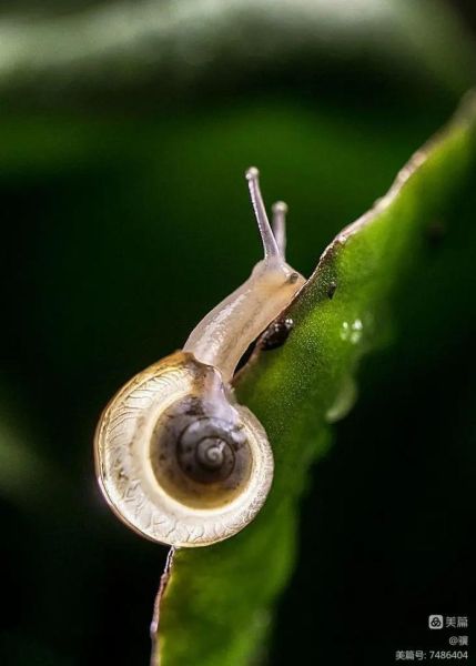 蜗牛图片大全_蜗牛高清图怎么拍
