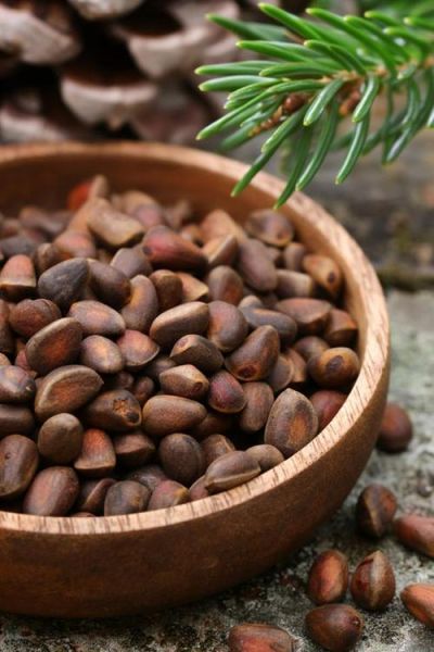 松子图片大全_如何挑选优质松子