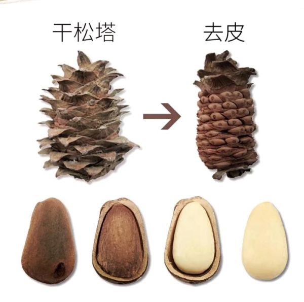 松子图片大全_如何挑选优质松子