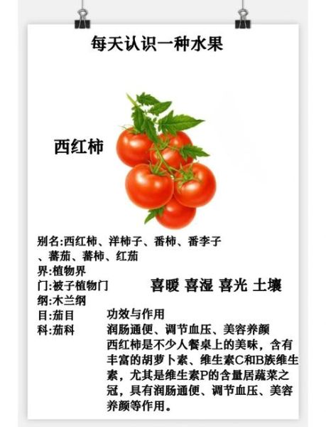 梦到番茄是什么意思_梦见番茄是吉兆吗