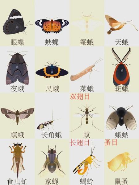 虫子图片大全大图_高清昆虫图鉴怎么找